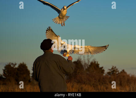 Madison, CT USA. Feb 2019. Ein älterer Mann macht einen regelmäßigen Besuch dieser Neu-england Strand seine Freunde Möwe im Flug zu füttern. Stockfoto