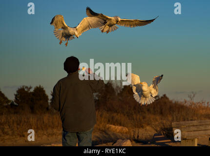 Madison, CT USA. Feb 2019. Ein älterer Mann macht einen regelmäßigen Besuch dieser Neu-england Strand seine Freunde Möwe im Flug zu füttern. Stockfoto