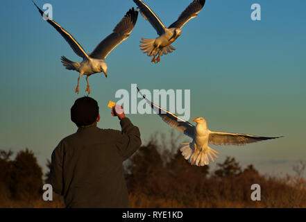 Madison, CT USA. Feb 2019. Ein älterer Mann macht einen regelmäßigen Besuch dieser Neu-england Strand seine Freunde Möwe im Flug zu füttern. Stockfoto