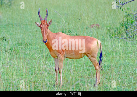 Lelwel Hartebeest in der Savanne in Murchison Falls National Park in Uganda Stockfoto