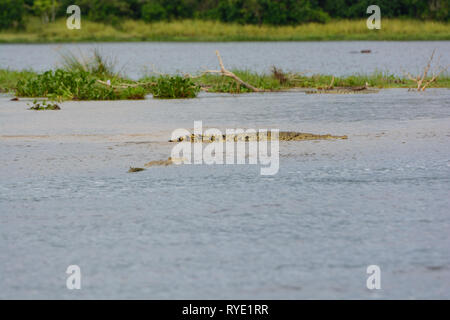 Nil Krokodil am kleinen Bach Entleeren in die Victoria Nil Stockfoto