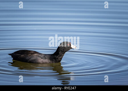 Amerikanische Blässhuhn (Fulica americana) Angeln an einem See. Stockfoto