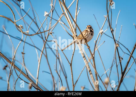 Song sparrow (Melospiza melodia) auf Schilf am Ufer von Oklahoma City Lake Hefner gehockt Stockfoto