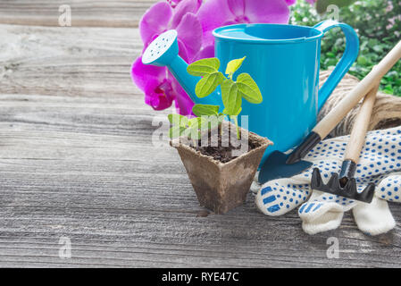 Konzept der Gartenarbeit: Pflänzchen der Sämlinge in einem Torf Topf, blau Gießkanne, rosa Orchidee Blumen, Rechen und Schaufel auf einer hölzernen Hintergrund, mit sp Stockfoto