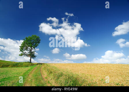 Bäume neben einer ländlichen Straße, inmitten grüner Felder, blauer Himmel und weiße Wolken im Hintergrund Stockfoto