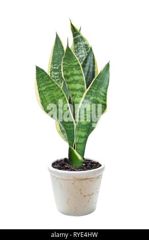 Green House Anlage Sansevieria in weißer Keramik Blumentopf auf weißem Hintergrund Stockfoto