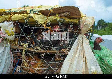 Lebende Hühner gefüllt in Korb auf der Rückseite des Motorrad-Batangas, Philippinen Stockfoto