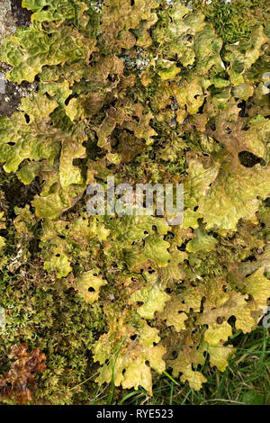 Nahaufnahme des grünen Lobaria Pulmonaria Flechten wachsen neben Moss, Schottland, Großbritannien. Stockfoto