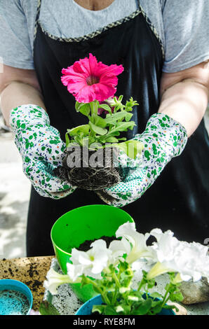 Ältere Frau mit Petunia Sämling für das Verpflanzen in Blumen Topf in Ihrem Garten. Frühling im Garten hobby Aktivität. Stockfoto