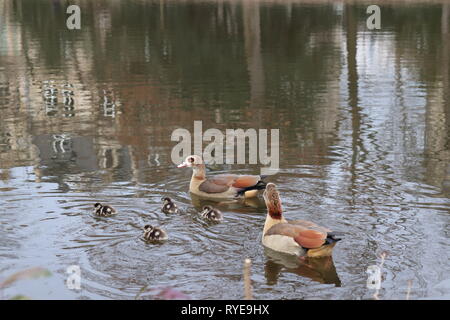 Entenküken Schwimmen mit ihren Eltern in einem Teich in Frankfurt am Main, Deutschland Stockfoto