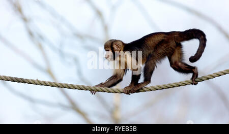 Golden-bellied Kapuziner Klettern ein dickes Seil, selektiver Fokus Stockfoto