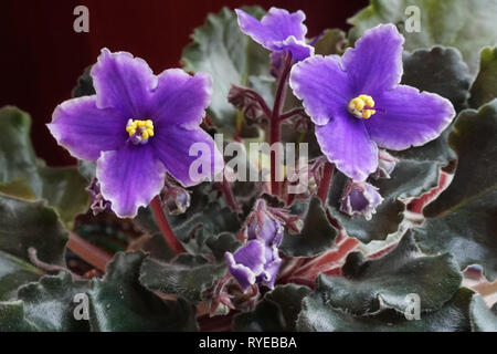 Nahaufnahme der lila Blüten eines Afrikanischen Violett (Saintpaulien) Stockfoto