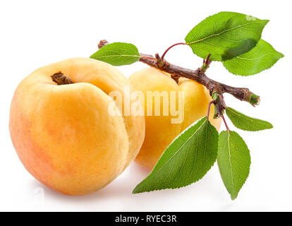 Reifen Aprikosen auf einem kleinen Zweig auf weißem Hintergrund. Stockfoto