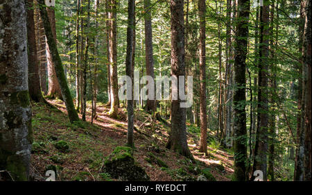 Ein Weg führt nach oben zwischen die Bäume eines Waldes in den Schweizer Jura. Der Wald ist die grüne withmoss und Stöcke und Bäume Stockfoto