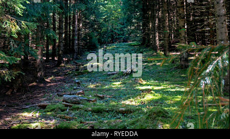 Ein Weg führt nach oben zwischen die Bäume eines Waldes in den Schweizer Jura. Der Wald ist die grüne withmoss und Stöcke und Bäume Stockfoto