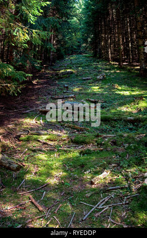 Ein Weg führt nach oben zwischen die Bäume eines Waldes in den Schweizer Jura. Der Wald ist die grüne withmoss und Stöcke und Bäume Stockfoto