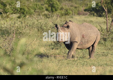 Weißes Nashorn AKA Nashörner (Rhinocerotidae)), erwachsene Frau, Krüger Nationalpark, Südafrika Stockfoto