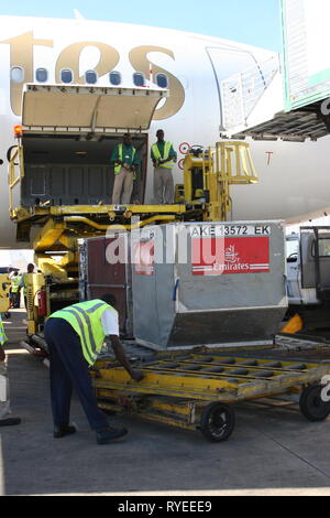 Cargo ein Emirates Flugzeug am internationalen Flughafen Entebbe, Uganda geladen. Stockfoto