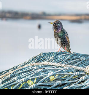 Bunte Starling Vogel auf Blau Fischernetz sitzen im Hafen Stockfoto