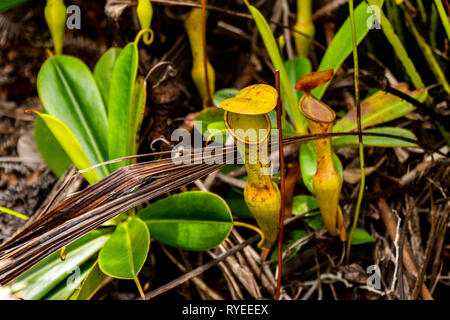 Die urnlike Insektenfalle Der fleischfressende Kannenpflanze, Nepenthes pervillei. Der Krug (bis zu 30 cm hoch) ist eine aufwendige Erweiterung der Mittelrippe o Stockfoto