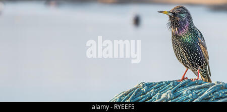 Bunte Starling Vogel auf Blau Fischernetz sitzen im Hafen Stockfoto