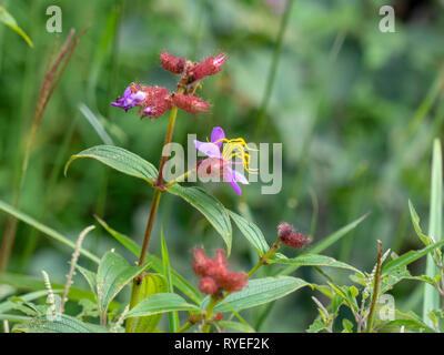 Lila wildflower Nahaufnahme. Yuanyang County, Honghe der Präfektur der Provinz Yunnan, China, entlang des Roten Flusses. Im September fotografiert. Stockfoto