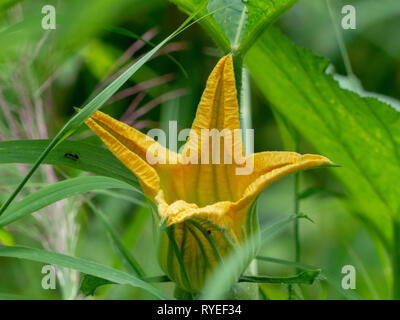 Gelbe wildflower Nahaufnahme. Yuanyang County, Honghe der Präfektur der Provinz Yunnan, China, entlang des Roten Flusses. Im September fotografiert. Stockfoto