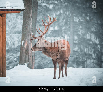 Schöne rote Rotwild-Hirsch im Schnee bedeckt Wald Winterlandschaft Stockfoto