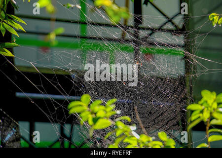 Dramatische filigranen Spinnennetz in einem Garten Stockfoto