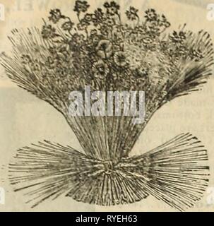 E.H. Jagd Katalog 1895 ehhuntscatalog ehhu Jahr: 1895 E, H. JAGD. CHICAGO. Katalog für Floristen. Weizengarben Unsere Riemenscheiben sind aus erstklassigem Material. Es gibt nichts Besseres im Land. Stockfoto