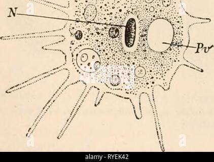Elementare Lehrbuch der Zoologie, tr Stockfoto