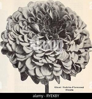 Dreer der Großhandel Preisliste für Floristen: spezielle Frühling 1932 dreerswholesalep henr 2 Jahr: 1932 HENRY A. DREER Blumensamen GROSSHANDEL LISTE 21 DREER IN GROSSARTIGEN ZINNIEN Riese Dahlien - Blumen Doppel Zinnien Diese wundervolle Art ist von Jahr zu Jahr besser. Die Blüten sind von Im-mense Größe, in der Form wie eine dekorative Dahlie. Tr. pkt. Oz. Crimson Monarch. Edle purpurrot Purpur 0 $ 30 $ 1 50 Kanarische Vogel. Klar Kanariengelb 30 1 50 Traum. Tiefe Lavendel 30 1 50 Golden Dawn (Neu). Goldgelb 30 1 50 Pirol. Orange und Gold 30 1 50 Purple Prince. Deep Purple.... 30 1 50 Scharlachrote Flamme. Br Stockfoto