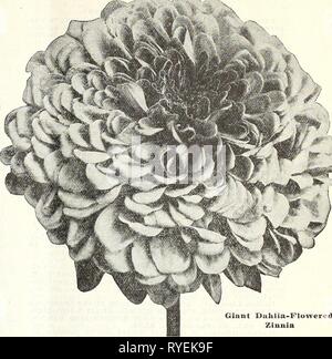 Dreer der Großhandel Preisliste für Floristen: spezielle Frühling 1931 dreerswholesalep henr 0 Jahr: 1931 HENRY A. DREER Blumensamen GROSSHANDEL LISTE 21 DREER IN GROSSARTIGEN ZINNIEN Riese Dahlien - Blumen Doppel Zinnien Diese wunderbare Art immer - jedes Jahr besser. Die Blüten sind von Im-mense Größe. In der Form wie eine dekorative Dahlie. Tr. pkt. Oz. Crimson Monarch. Reich crimson 0 $ 30 Scarlet 1 $ 50 Kanarischen BlrjL Klar canary Gelb 30 150 Traum. Tiefe Lavendel 30 1 50 Golden Dawn (Neu). Goldgelb 30 150 Oriole. Orange und Gold 30 1 50 Purple Prince. Deep Purple.... 30 1 50 Scharlachrote Flamme. Bri Stockfoto