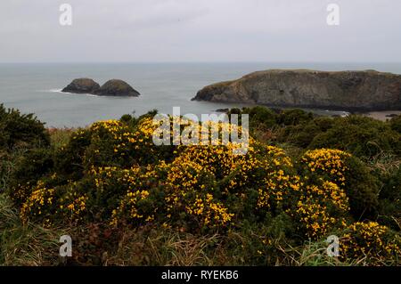 Gorse Bush in der Nähe von Abereiddi Traeth Llyfn, mit Strand und Cerrig Gwylan Felsen im Hintergrund, Pembrokeshire, Großbritannien. Stockfoto