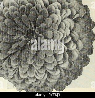 Dreer der Großhandel Preisliste: Blumen Samen Pflanzen und Blumenzwiebeln Gemüsesaatgut Verbrauchsmaterialien für Floristen dreerswholesalep 1930 henr Jahr: 1930 ICH Dreer Giant's Double Zinnia Sieg doppelt (bequillte. Dicht Doppel bequillte Blumen in einem guten Bereich der Herbst Tönungen Mexieana Perfektion. Doppel gemischt.. Red-Riding-Haube. Ein Zwerg kompakte Art, mit kleinen, roten Blüten 15 hoch 1. Gemischt. 75 cts. Pro lb. . . 10 Zebra. Double striped 15 einzelne Blüte. 15 Ich Wild Garden Flower Seed Tr.pkt gemischt. Oz. $ 0 25.<^1 00 25 1 00 50 25 50 40 Der einfachste und sicherste wachsende Sommerblumen. Genau das Richtige Stockfoto