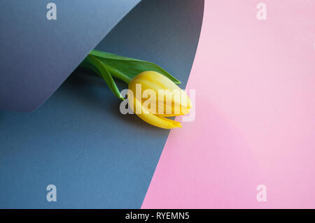 Schöne gelbe Tulpe auf Pastell grau und rosa Hintergrund mit Copyspace. Stockfoto