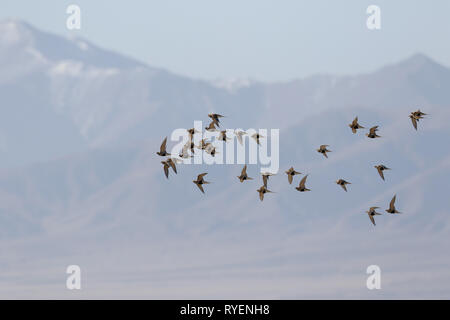 Pallas ist Sandgrouse Syrrhaptes paradoxus, Herde, im Flug Stockfoto