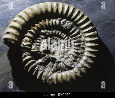 Vorgeschichte, fossil, fossil, Zoologie, versteinerten Ammoniten, Additional-Rights - Clearance-Info - Not-Available Stockfoto
