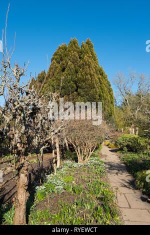 Spalier Obstbaum im Garten am Great Dixter in Ewhurst, East Sussex