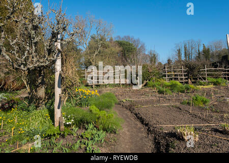 Spalier Obstbaum im Garten am Great Dixter in Ewhurst, East Sussex, England, UK. Stockfoto