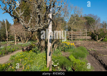 Spalier Obstbaum im Garten am Great Dixter in Ewhurst, East Sussex, England, UK. Stockfoto