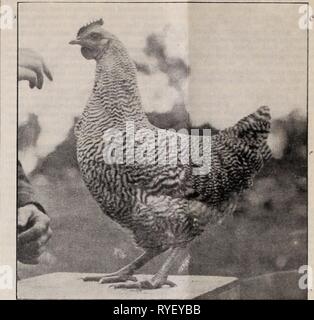Die östliche poultryman easternpoultryma 53 unse Jahr: 1903 38 DER ÖSTLICHEN POULTRYMAN. Eine gesperrte Felsen Hahn, gezüchtet und von J. W. Lowell, Gardiner, Me. Mash Nahrungsmittel gehört. Brei Essen ist die teuerste aller verwendet werden, da sie mehr von ihm Gebrauch gemacht, der in der gleichen Zeit als jeder andere fo (3d werden kann. Es geht schneller in den Darm und wird in der Herstellung verwendeten turing Abteilung liian andere sind viel schneller und härter Lebensmittel. Die bene-Fit kommt von gekochtem Essen, weil so wenig von seinen Wert verloren, wie es durch den Körper fließt. Der reale Wert der Brei Essen ist der Nutzen der Stockfoto