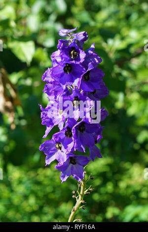 Rittersporn Blume blühen auf unscharfen Hintergrund Stockfoto