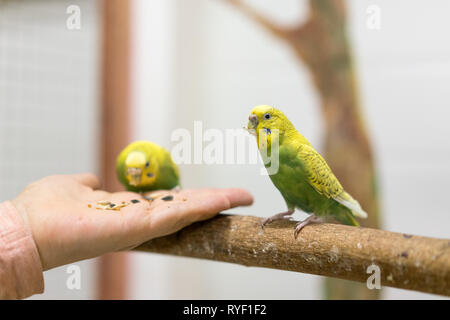 Wellenförmige Papageien essen von menschlichen Händen. Stockfoto