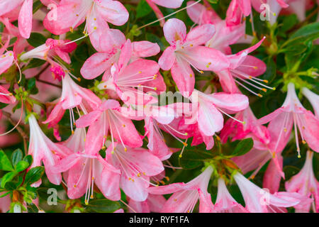 Blüte Rosa Azalee Nahaufnahme Stockfoto