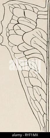 Elektro-Physiologie electrophysiolog 02 bied Jahr: 1896-98 ELEKTRO-PHYSIOLOGIE CHAP. Blatt (Abb. 140). Das Parenchym der Lappen ist ganz Kom-längliche oder längliche Zellen, deren lange Achse parallel mit den wichtigsten bündeln Der seitennerven, und ver- in der Mitte der Rippe (Abb. 141), während sie kreisförmig sind (in den langen Abschnitt des Blattes) im Querschnitt. Groß-tercellular lacunre angezeigt werden - zwischen den einzelnen Zellen. Unterhalb der Epidermis der oberen Fläche des Blattes, das längliche sechseckigen Zellen, von denen sind reich an Stärke, liegt eine Schicht etwas kürzer dünnwandigen Zellen, Stockfoto