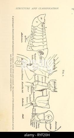 Ökonomische Entomologie für den Landwirt.. economicentomolo 00 Smit 0 Jahr: 1896 Stockfoto