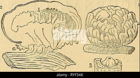 Edinburgh Journal der Naturgeschichte und der physikalischen Wissenschaften edinburghjournal 01 macg Jahr: 1835 Die Krubut ist ein Parasit, der in der Wäldern wächst, auf den Wurzeln und Stängel von diese riesigen chmbing Pflanzen, in der Regel der Gattung Vitis (oder Wein), die befestigt sind, wie enorme Leitungen, die größten Bäume im Wald. Die Blume ist das Ganze dieses Werk, da es keine Blätter, und weder Wurzeln und Stängel. Also, die Pflanze bildet eine Anomalie in der Geschichte von Gemüse. Es wächst aus einem anderen Werk in der Art und Weise der Mistel, und nicht auf die Verfallenen Oberfläche von Pflanzen, Stockfoto