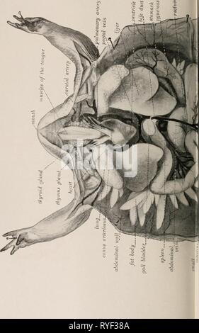 Elementare Lehrbuch der Zoologie und Entomologie elementarytextbo 00 kell Jahr: [c1915] Stockfoto