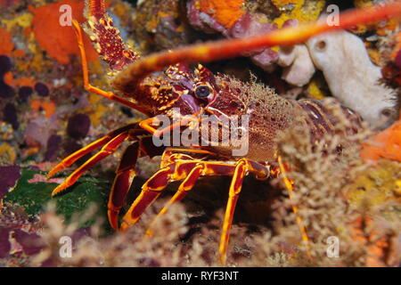 Ein langusten Palinurus-arten elephas Unterwasser im Mittelmeer, Frankreich Stockfoto